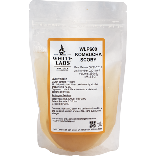 WLP600 Kombucha SCOBY - White Labs Yeast